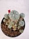 Lophophora williamsii 4-6 cm 10 years old seed ownroot flower seedling ロフォフォラ　烏羽玉　仔吹き サボテン