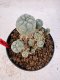 Lophophora williamsii 4-6 cm 10 years old seed ownroot flower seedling ロフォフォラ　烏羽玉　仔吹き サボテン