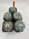 Lophophora Fricii 4-6 cm 10 years old seed ownroot flower seedling ロフォフォラ　烏羽玉　仔吹き サボテン