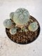 Lophophora williamsii 4-6 cm 10 years old seed ownroot flower seedling ロフォフォラ　烏羽玉　仔吹き サボテン