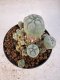 Lophophora williamsii 4-6 cm 10 years old seed ownroot flower seedling ロフォフォラ　烏羽玉　仔吹き サボテン