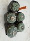 Lophophora Fricii 4-6 cm 10 years old seed ownroot flower seedling ロフォフォラ　烏羽玉　仔吹き サボテン