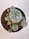 Lophophora williamsii 4-6 cm 10 years old seed ownroot flower seedling ロフォフォラ　烏羽玉　仔吹き サボテン