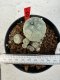 Lophophora williamsii 4-6 cm 10 years old seed ownroot flower seedling ロフォフォラ　烏羽玉　仔吹き サボテン