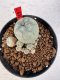 Lophophora williamsii 4-6 cm 10 years old seed ownroot flower seedling ロフォフォラ　烏羽玉　仔吹き サボテン