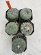 Lophophora Fricii 4-6 cm 10 years old seed ownroot flower seedling ロフォフォラ　烏羽玉　仔吹き サボテン