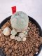 Lophophora williamsii 4-6 cm 10 years old seed ownroot flower seedling ロフォフォラ　烏羽玉　仔吹き サボテン