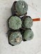 Lophophora Fricii 4-6 cm 10 years old seed ownroot flower seedling ロフォフォラ　烏羽玉　仔吹き サボテン