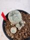 Lophophora williamsii 4-6 cm 10 years old seed ownroot flower seedling ロフォフォラ　烏羽玉　仔吹き サボテン