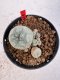 Lophophora williamsii 4-6 cm 10 years old seed ownroot flower seedling ロフォフォラ　烏羽玉　仔吹き サボテン