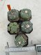 Lophophora Fricii 4-6 cm 10 years old seed ownroot flower seedling ロフォフォラ　烏羽玉　仔吹き サボテン