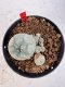 Lophophora williamsii 4-6 cm 10 years old seed ownroot flower seedling ロフォフォラ　烏羽玉　仔吹き サボテン