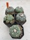 Lophophora Fricii 4-6 cm 10 years old seed ownroot flower seedling ロフォフォラ　烏羽玉　仔吹き サボテン