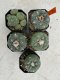 Lophophora Fricii 4-6 cm 10 years old seed ownroot flower seedling ロフォフォラ　烏羽玉　仔吹き サボテン