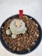 Lophophora williamsii 4-6 cm 10 years old seed ownroot flower seedling ロフォフォラ　烏羽玉　仔吹き サボテン