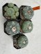 Lophophora Fricii 4-6 cm 10 years old seed ownroot flower seedling ロフォフォラ　烏羽玉　仔吹き サボテン