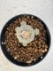 Lophophora williamsii 4-6 cm 10 years old seed ownroot flower seedling ロフォフォラ　烏羽玉　仔吹き サボテン