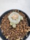 Lophophora williamsii 4-6 cm 10 years old seed ownroot flower seedling ロフォフォラ　烏羽玉　仔吹き サボテン