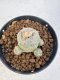 Lophophora williamsii 4-6 cm 10 years old seed ownroot flower seedling ロフォフォラ　烏羽玉　仔吹き サボテン