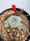 Lophophora williamsii 4-6 cm 10 years old seed ownroot flower seedling ロフォフォラ　烏羽玉　仔吹き サボテン