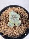 Lophophora williamsii 4-6 cm 10 years old seed ownroot flower seedling ロフォフォラ　烏羽玉　仔吹き サボテン