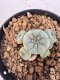 Lophophora williamsii 4-6 cm 10 years old seed ownroot flower seedling ロフォフォラ　烏羽玉　仔吹き サボテン