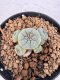 Lophophora williamsii 4-6 cm 10 years old seed ownroot flower seedling ロフォフォラ　烏羽玉　仔吹き サボテン