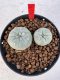 Lophophora williamsii 4-6 cm 10 years old seed ownroot flower seedling ロフォフォラ　烏羽玉　仔吹き サボテン