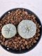 Lophophora williamsii 4-6 cm 10 years old seed ownroot flower seedling ロフォフォラ　烏羽玉　仔吹き サボテン