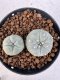 Lophophora williamsii 4-6 cm 10 years old seed ownroot flower seedling ロフォフォラ　烏羽玉　仔吹き サボテン