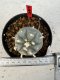 Lophophora williamsii 4-6 cm 10 years old seed ownroot flower seedling ロフォフォラ　烏羽玉　仔吹き サボテン