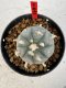Lophophora williamsii 4-6 cm 10 years old seed ownroot flower seedling ロフォフォラ　烏羽玉　仔吹き サボテン