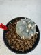 Lophophora williamsii 4-6 cm 10 years old seed ownroot flower seedling ロフォフォラ　烏羽玉　仔吹き サボテン