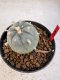 Lophophora williamsii 4-6 cm 10 years old seed ownroot flower seedling ロフォフォラ　烏羽玉　仔吹き サボテン