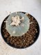 Lophophora williamsii 4-6 cm 10 years old seed ownroot flower seedling ロフォフォラ　烏羽玉　仔吹き サボテン