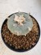 Lophophora williamsii 4-6 cm 10 years old seed ownroot flower seedling ロフォフォラ　烏羽玉　仔吹き サボテン