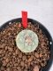 Lophophora williamsii 4-6 cm 10 years old seed ownroot flower seedling ロフォフォラ　烏羽玉　仔吹き サボテン