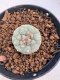 Lophophora williamsii 4-6 cm 10 years old seed ownroot flower seedling ロフォフォラ　烏羽玉　仔吹き サボテン