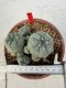 Lophophora williamsii 4-6 cm 10 years old seed ownroot flower seedling ロフォフォラ　烏羽玉　仔吹き サボテン