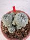 Lophophora williamsii 4-6 cm 10 years old seed ownroot flower seedling ロフォフォラ　烏羽玉　仔吹き サボテン