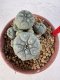 Lophophora williamsii 4-6 cm 10 years old seed ownroot flower seedling ロフォフォラ　烏羽玉　仔吹き サボテン