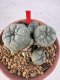 Lophophora williamsii 4-6 cm 10 years old seed ownroot flower seedling ロフォフォラ　烏羽玉　仔吹き サボテン