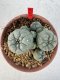 Lophophora williamsii 4-6 cm 10 years old seed ownroot flower seedling ロフォフォラ　烏羽玉　仔吹き サボテン