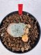 Lophophora williamsii 4-6 cm 10 years old seed ownroot flower seedling ロフォフォラ　烏羽玉　仔吹き サボテン