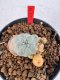 Lophophora williamsii 4-6 cm 10 years old seed ownroot flower seedling ロフォフォラ　烏羽玉　仔吹き サボテン