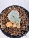 Lophophora williamsii 4-6 cm 10 years old seed ownroot flower seedling ロフォフォラ　烏羽玉　仔吹き サボテン