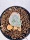 Lophophora williamsii 4-6 cm 10 years old seed ownroot flower seedling ロフォフォラ　烏羽玉　仔吹き サボテン