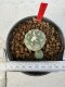 Lophophora williamsii 4-6 cm 10 years old seed ownroot flower seedling ロフォフォラ　烏羽玉　仔吹き サボテン