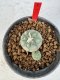 Lophophora williamsii 4-6 cm 10 years old seed ownroot flower seedling ロフォフォラ　烏羽玉　仔吹き サボテン