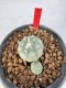 Lophophora williamsii 4-6 cm 10 years old seed ownroot flower seedling ロフォフォラ　烏羽玉　仔吹き サボテン